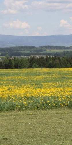 2012 Svojek mirek sobota